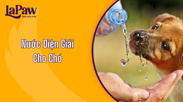 Nước Điện Giải Cho Chó