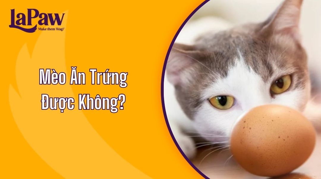 Mèo Ăn Trứng Được Không?