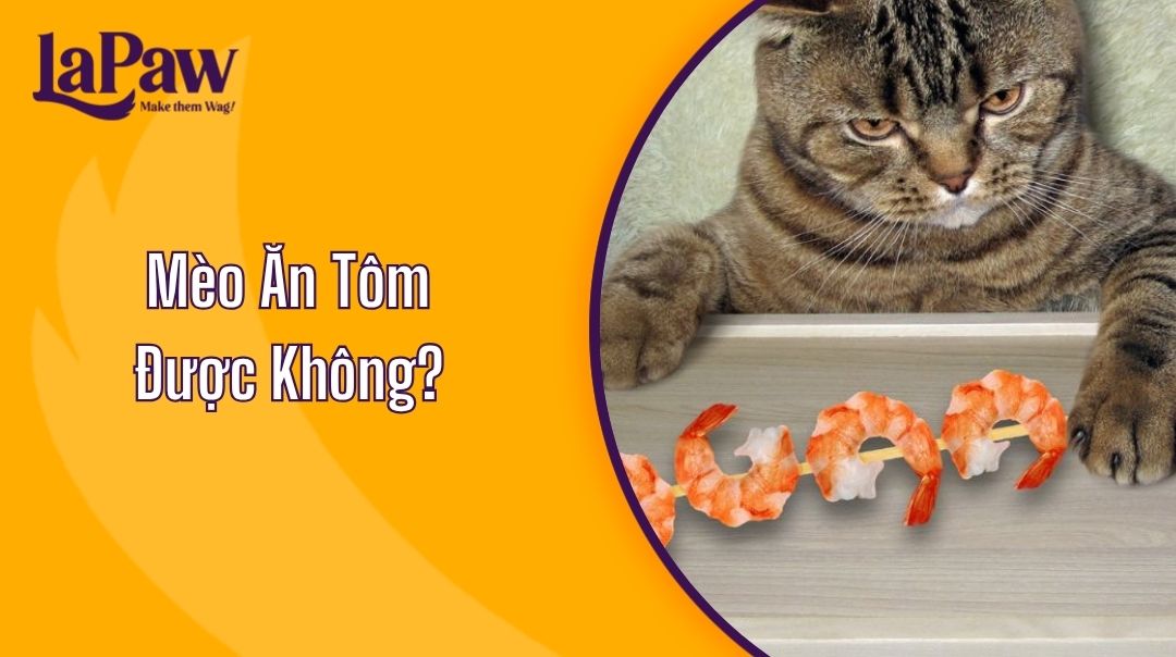 Cách chế biến tôm an toàn cho mèo
