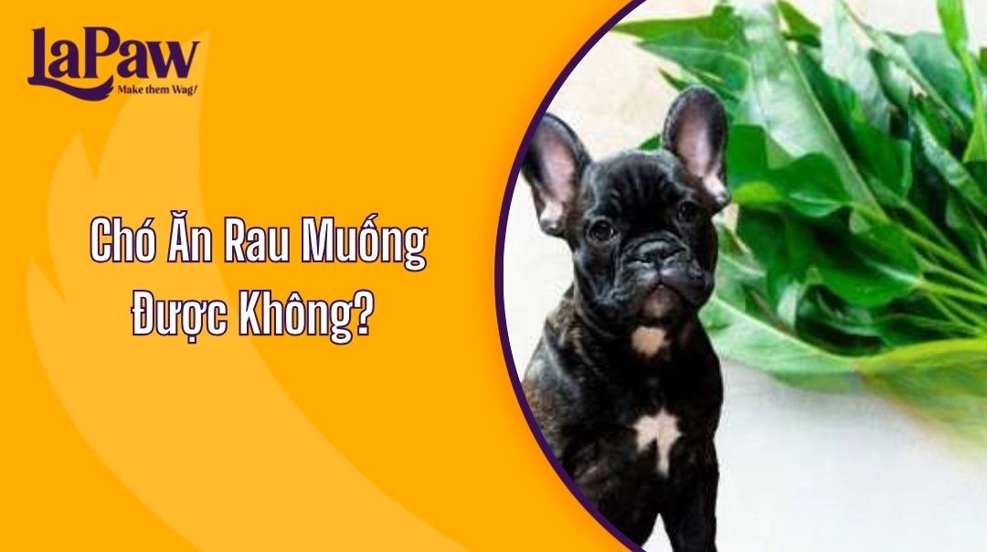 Chó Ăn Rau Muống Được Không?