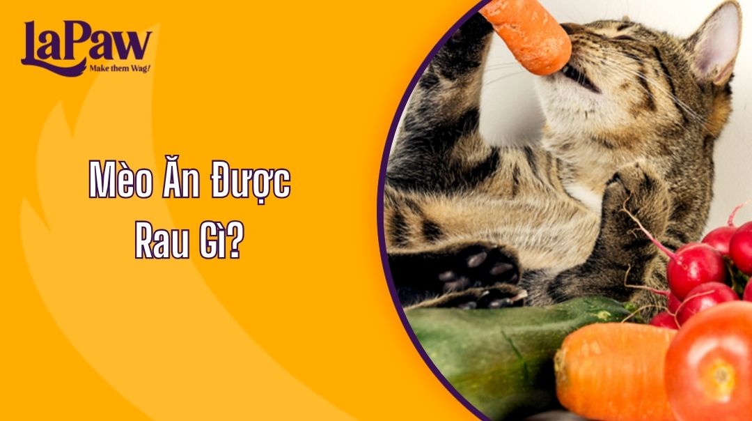 Mèo Ăn Được Rau Gì?