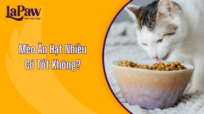 Mèo Ăn Hạt Nhiều Có Tốt Không?