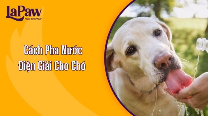 Cách Pha Nước Điện Giải Cho Chó Tại Nhà?