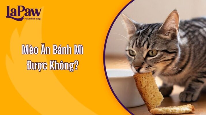 Mèo Ăn Bánh Mì Được Không?