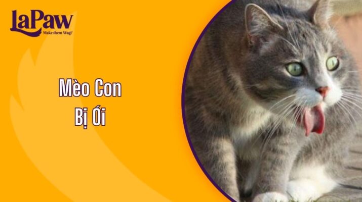 Mèo Con Bị Ói