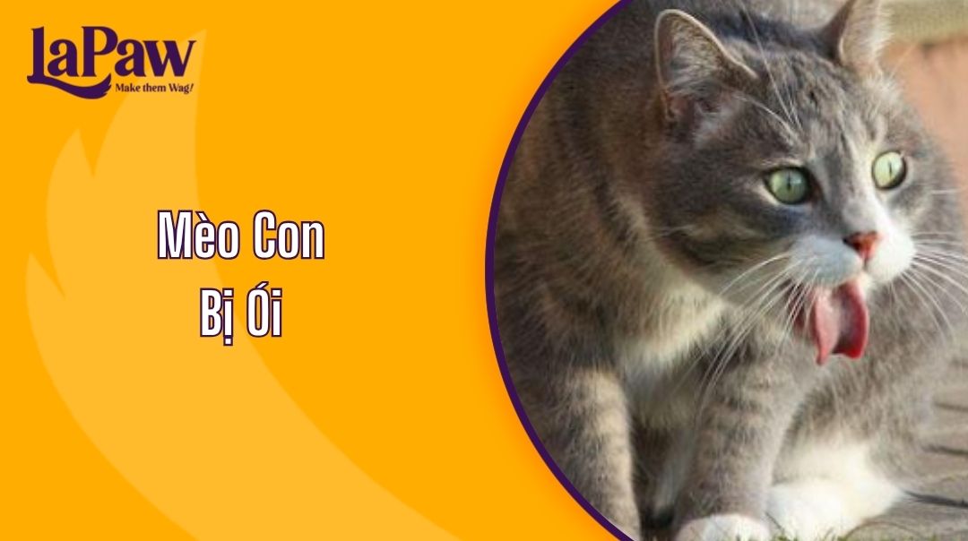Mèo Con Bị Ói