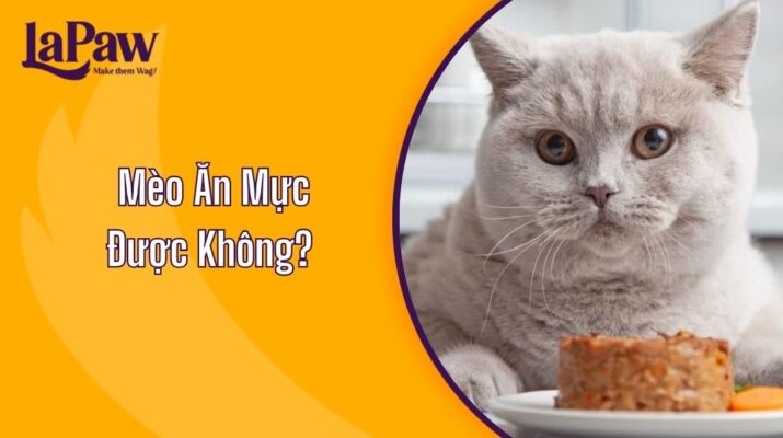 Mèo Ăn Mực Được Không?