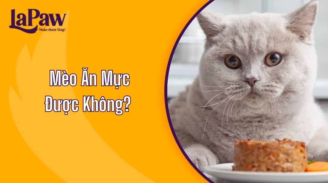 Mèo Ăn Mực Được Không?