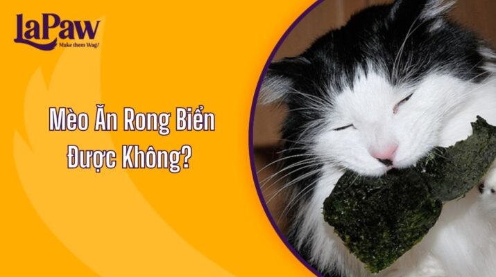 Mèo Ăn Rong Biển Được Không?