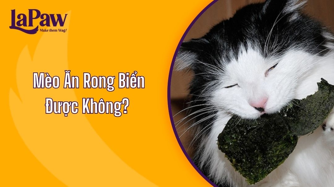 Mèo Ăn Rong Biển Được Không?