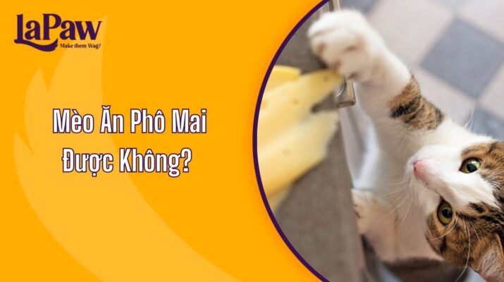 Mèo Ăn Phô Mai Được Không?
