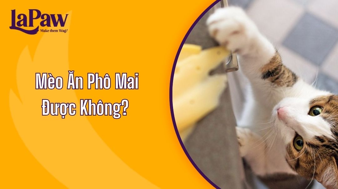 Mèo Ăn Phô Mai Được Không?