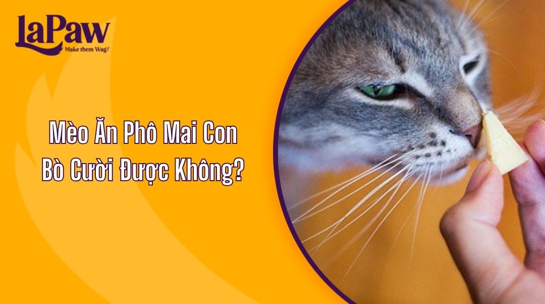 Mèo Ăn Phô Mai Con Bò Cười Được Không?