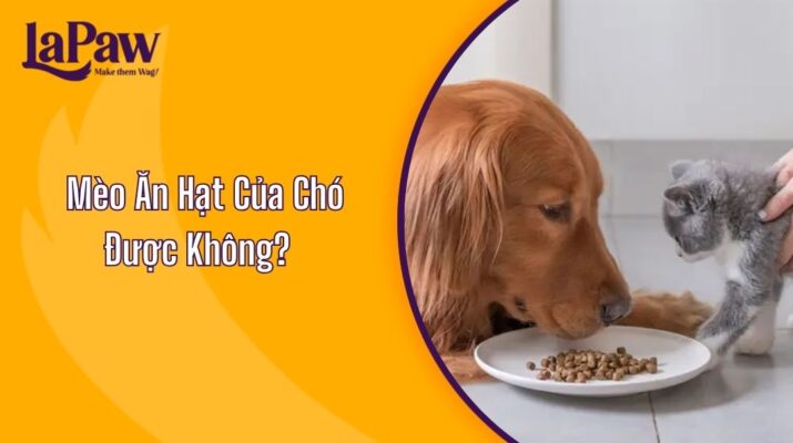 Mèo Ăn Hạt Của Chó Được Không? Cảnh Báo Tưởng Nhầm Vô Hại