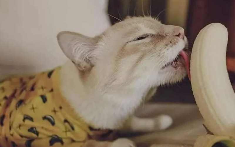 Mèo ăn chuối được không? 
