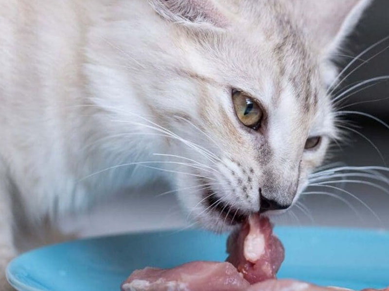 Mèo ăn mực được không