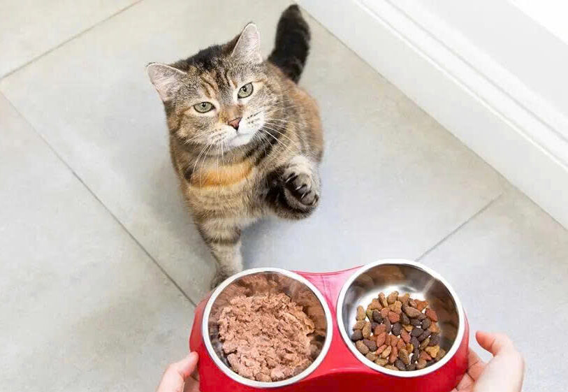 Lợi ích của việc trộn pate và hạt cho mèo