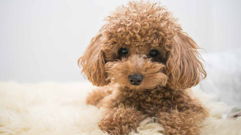 Cách trị chảy nước mắt ở chó Poodle tại nhà