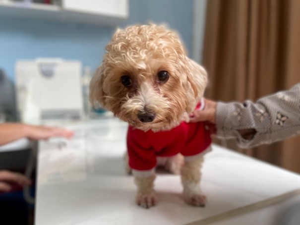 Cách xử lý khi chó chảy nước miếng nhiều