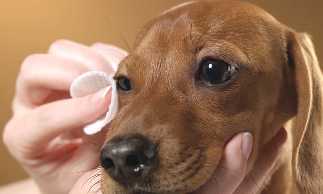 Cách xử lý khi mắt chó bị đổ ghèn