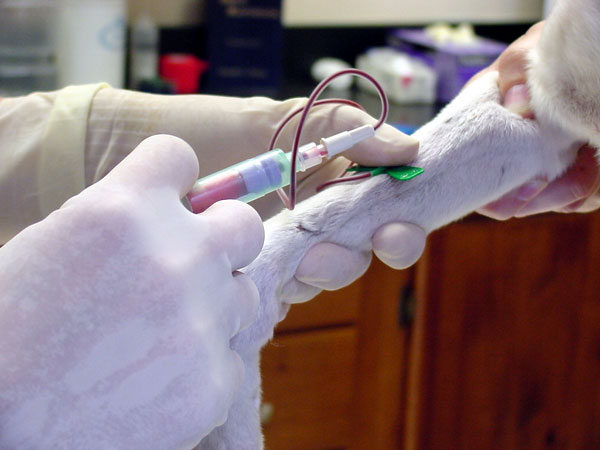 Chẩn đoán chó chảy dịch trắng