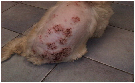 Cách điều trị chó bị loét da chảy mủ