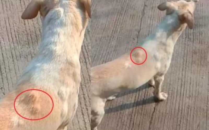 Chó bị viêm da nổi cục là gì?