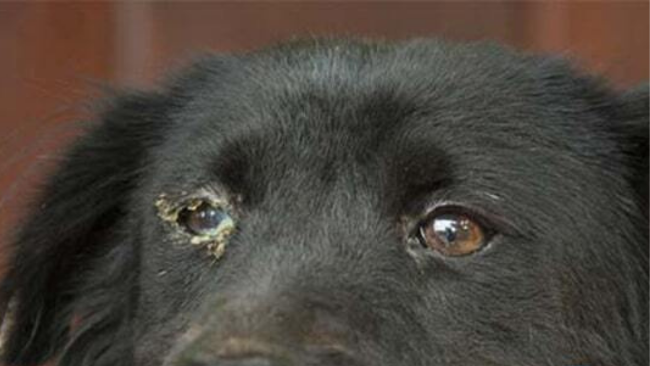 Ghèn mắt ở chó là gì?