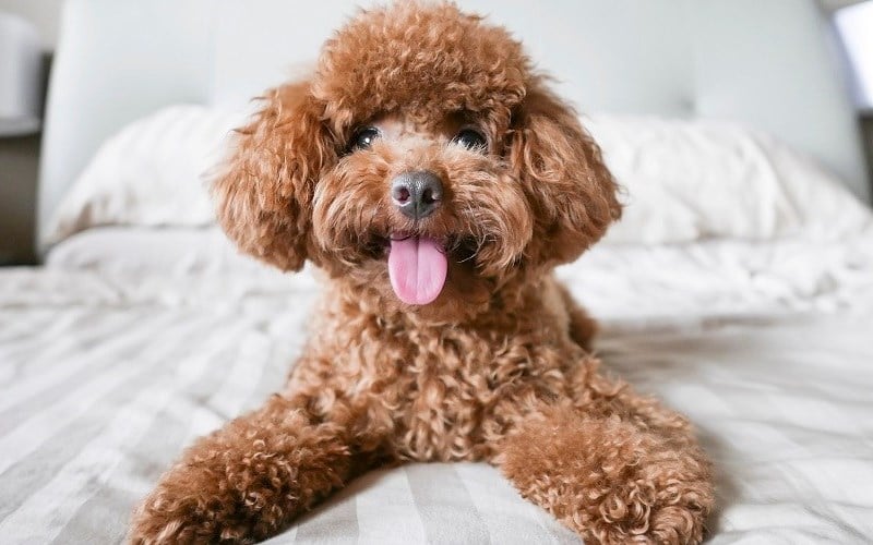 Gợi ý sản phẩm chăm sóc mắt và dinh dưỡng cho Poodle