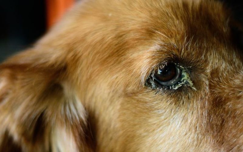Mắt chó bị đổ ghèn là gì?