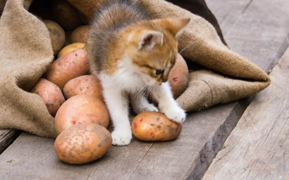 Mèo ăn khoai tây được không?