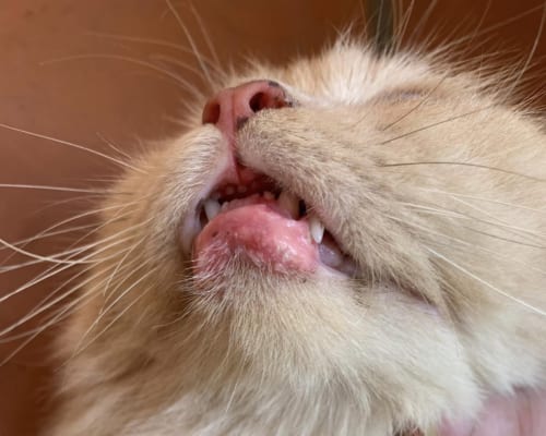 Mèo bị loét miệng có nguy hiểm không?
