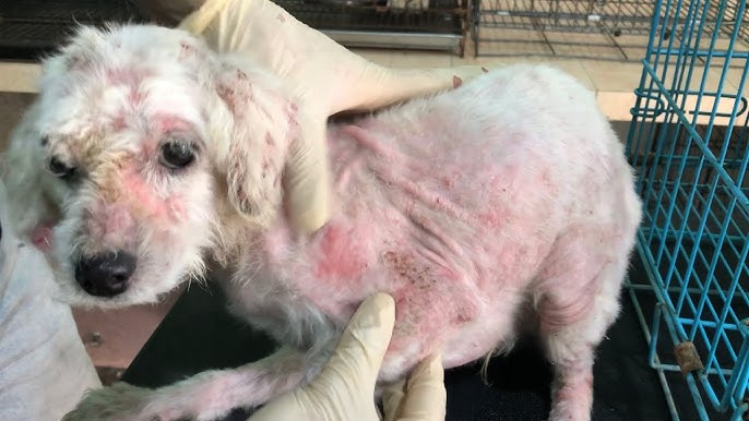 Nấm vảy gầu ở chó Poodle là gì?