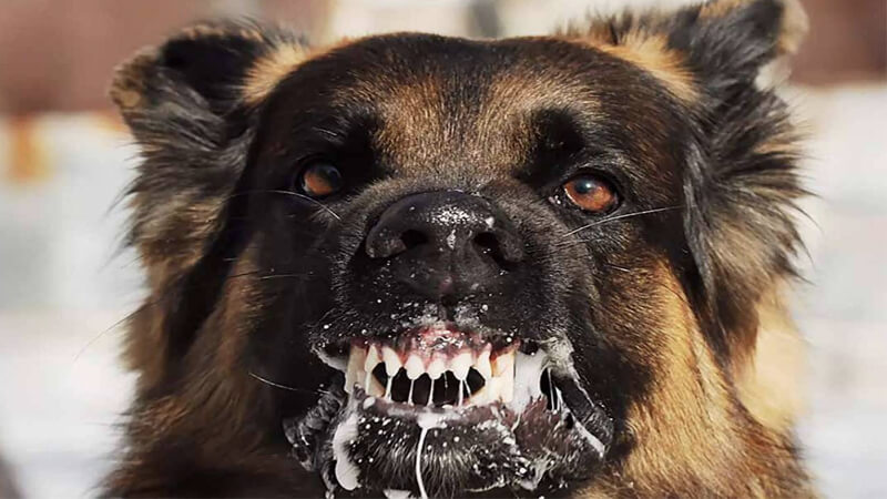 Nguyên nhân chó chảy dịch trắng