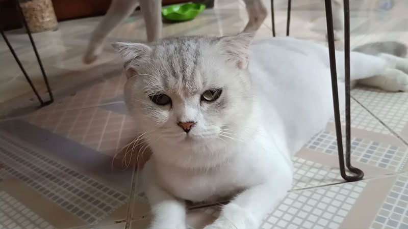 Nguyên nhân khiến mèo đánh rắm