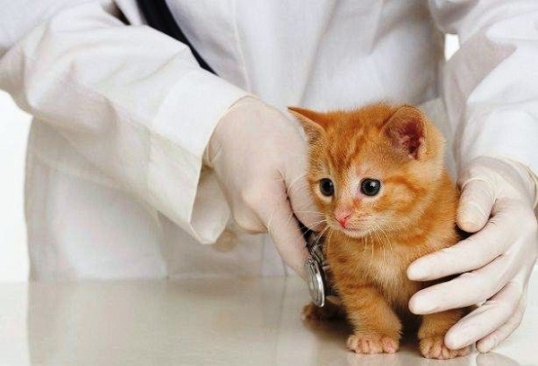 Quy trình điều trị tại thú y