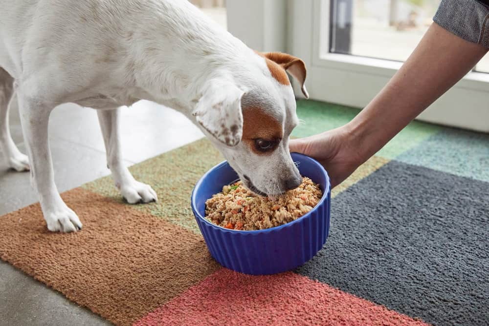 Sản phẩm hỗ trợ chăm sóc chó chảy nước miếng