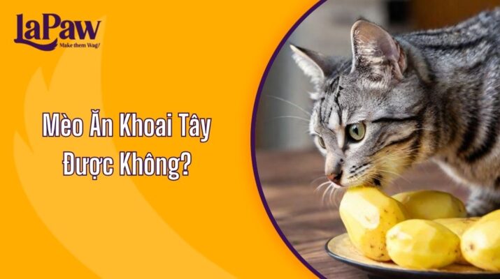 MÈO ĂN KHOAI TÂY ĐƯỢC KHÔNG?