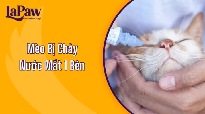 Mèo Bị Chảy Nước Mắt 1 Bên