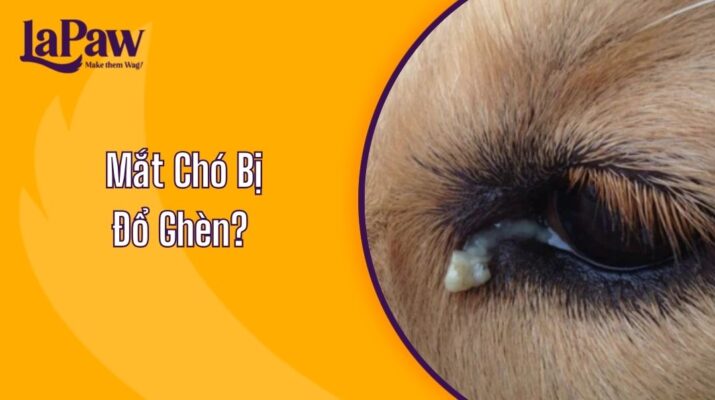 Mắt Chó Bị Đổ Ghèn?