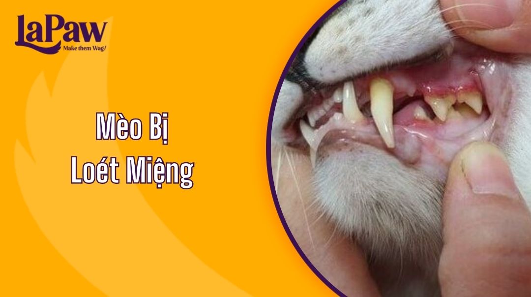 Mèo Bị Loét Miệng: