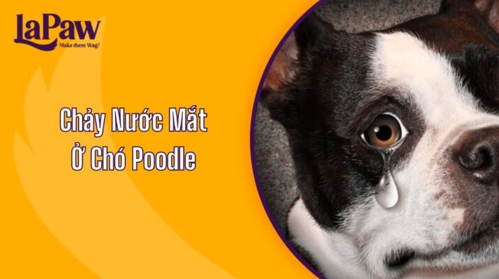 Trị Chảy Nước Mắt Ở Chó Poodle
