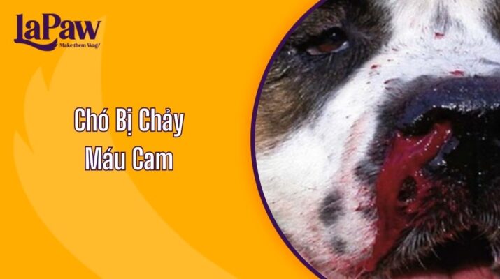 chó bị chảy máu cam