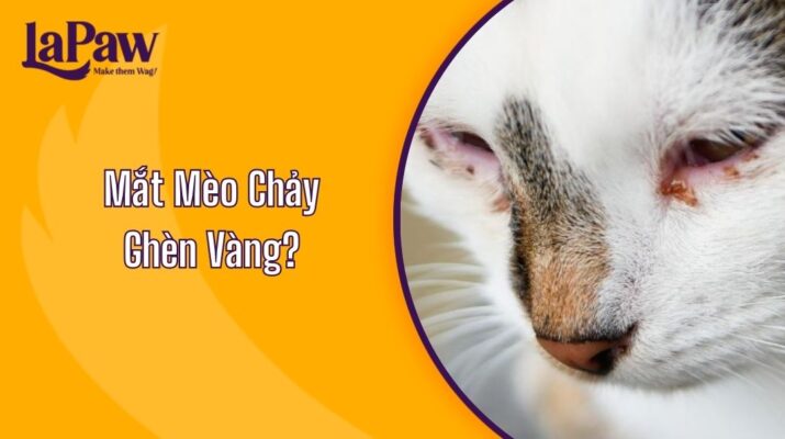 Mèo Chảy Ghèn Vàng?