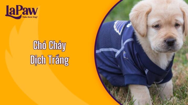 Chó Chảy Dịch Trắng