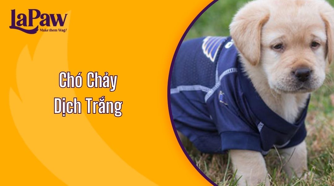 Chó Chảy Dịch Trắng