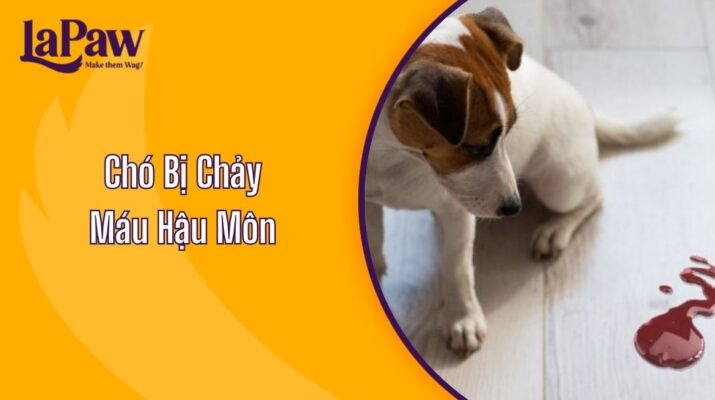 chó bị chảy dịch hậu môn