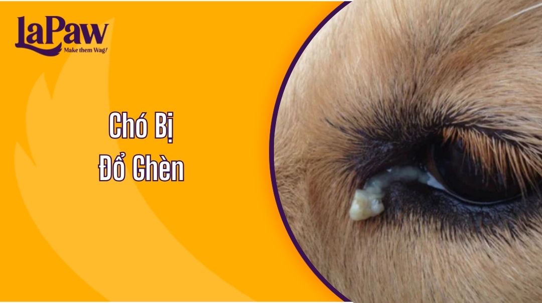 cách trị chó bị đổ ghèn