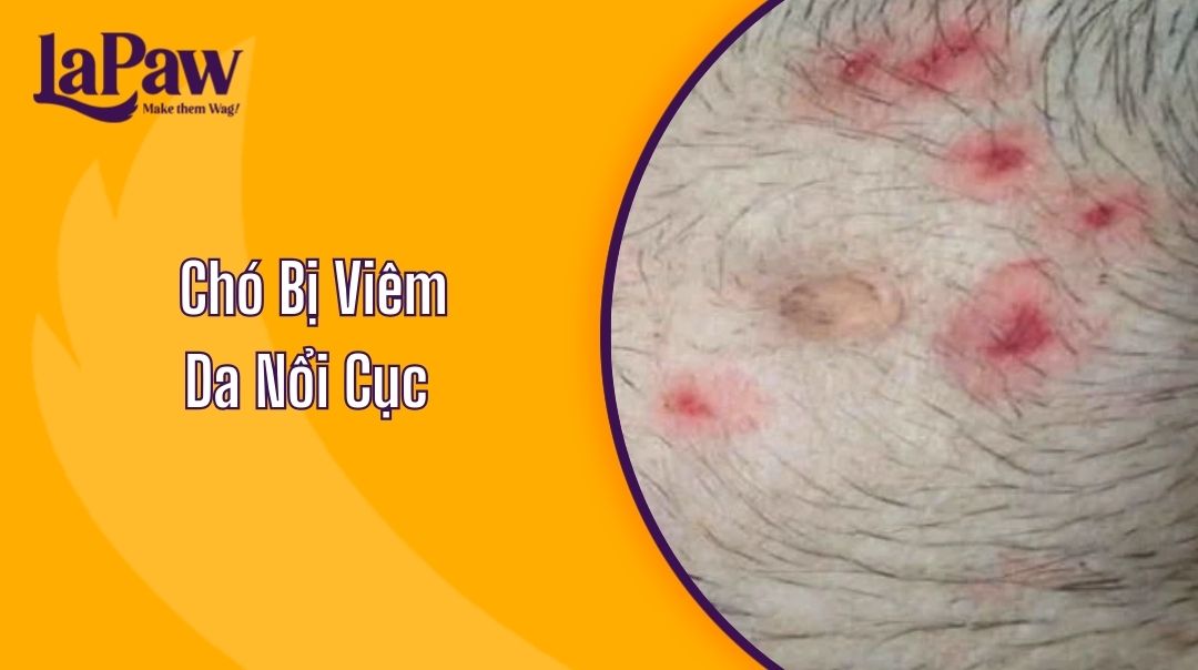 Chó Bị Viêm Da Nổi Cục