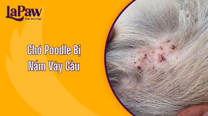 Chó Poodle Bị Nấm Vảy Gầu